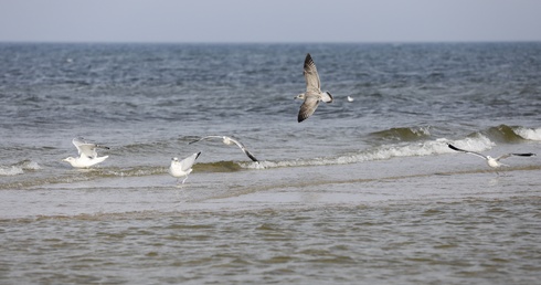 Szkielet na plaży w Gaecie