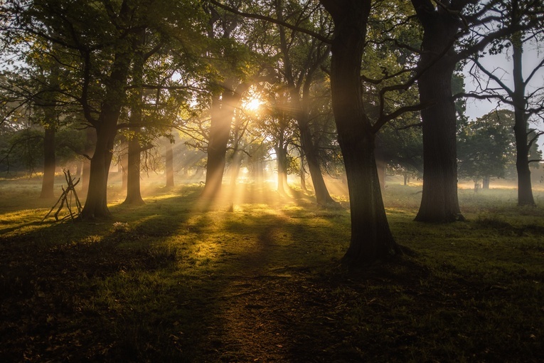 Psalm 25. Ku Tobie wznoszę moją duszę 