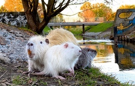 Nutrie amerykańskie przy rzece Nacynie w Rybniku.