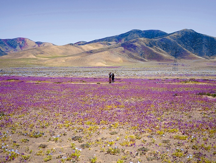 Raz na kilka lat zakwita Atakama, uznawana za najbardziej suchą pustynię świata. Kwitnie wówczas niemal dwieście gatunków roślin. 
9.10.2022 Atakama, Chile