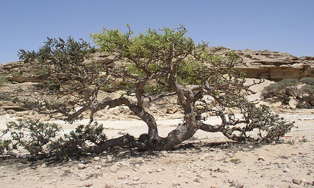 Krzewy z rodzaju Boswellia, czyli kadzidla, rosną na niedostępnych, suchych skałach Afryki i Arabii