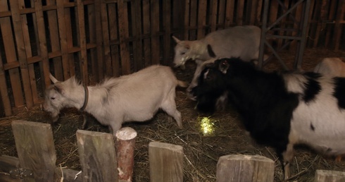 Powstaje żywa stajenka betlejemska