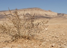 Na pustyni