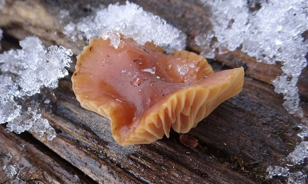 Płomiennica zimowa