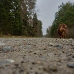 Matka Boska Leśna