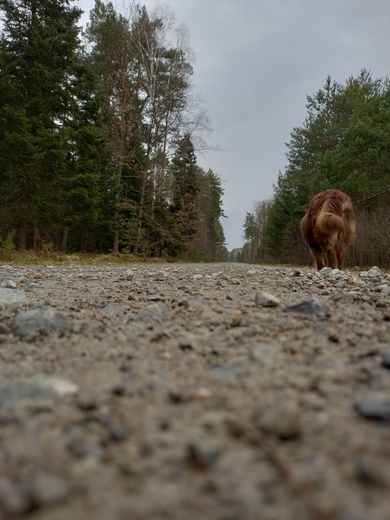 Matka Boska Leśna