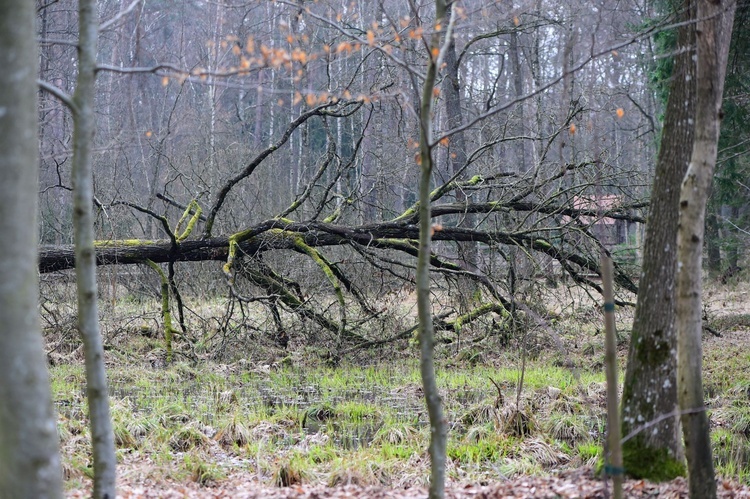 Kudypy. Międzynarodowy Dzień Lasów