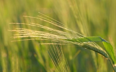 UE/ KE: pakiet pomocy dla krajów dotkniętych importem zbóż z Ukrainy został ostatecznie zaakceptowany