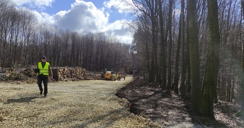 Racibórz. Powstaje nowa zagroda dla żubrów w podraciborskich lasach