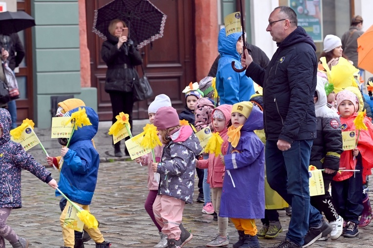 Żółty marsz żonkili z Pola Nadziei przeszedł przez Świdnicę
