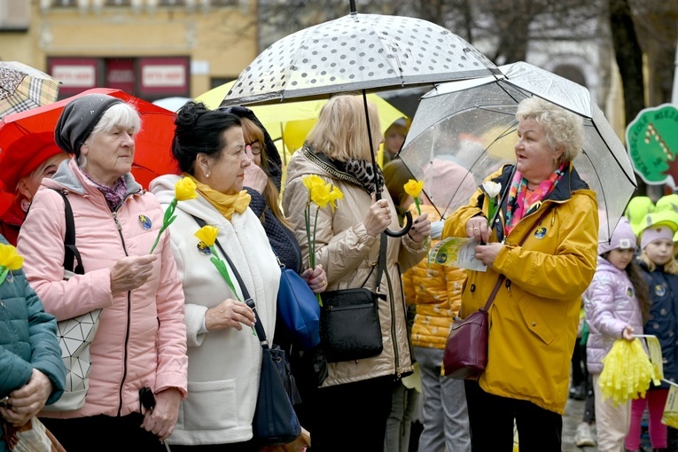Żółty marsz żonkili z Pola Nadziei przeszedł przez Świdnicę