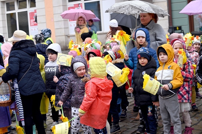 Żółty marsz żonkili z Pola Nadziei przeszedł przez Świdnicę