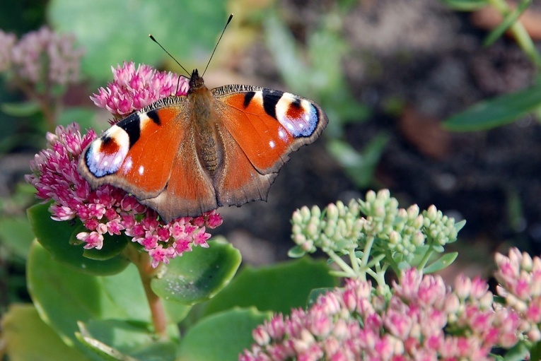 Zaproszenie na warsztaty pt. "Wieczory dla Zakochanych"