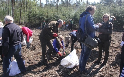 Posadzono 5000 dębów