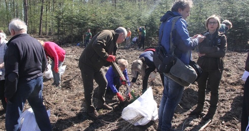 Posadzono 5000 dębów