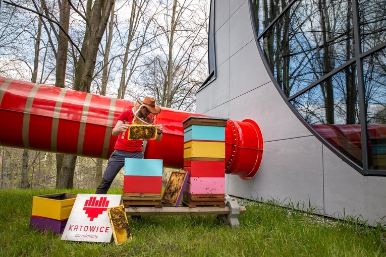 Katowice. Powstała czwarta miejska pasieka przy basenie Zadole