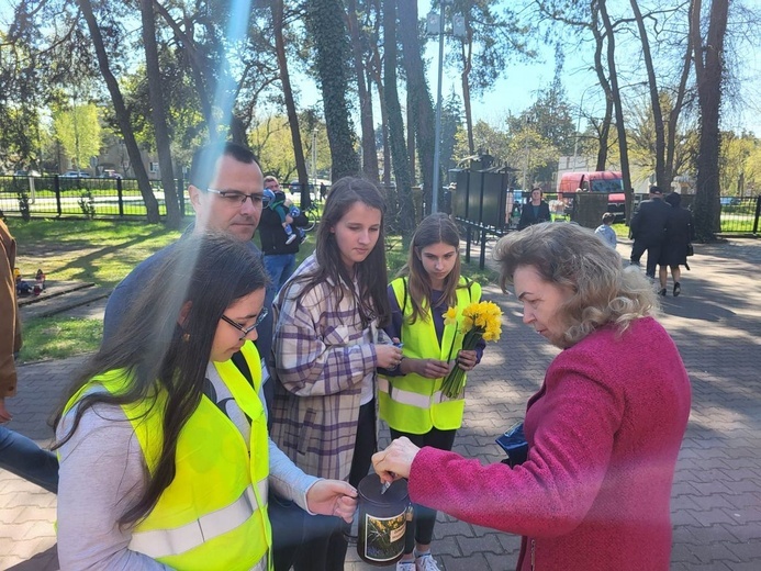 Żonkilowe Pola Nadziei w Ostrowcu Świętokrzyskim