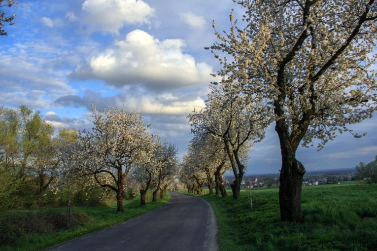 Kwitnące aleje czereśniowe wokół Góry Świętej Anny