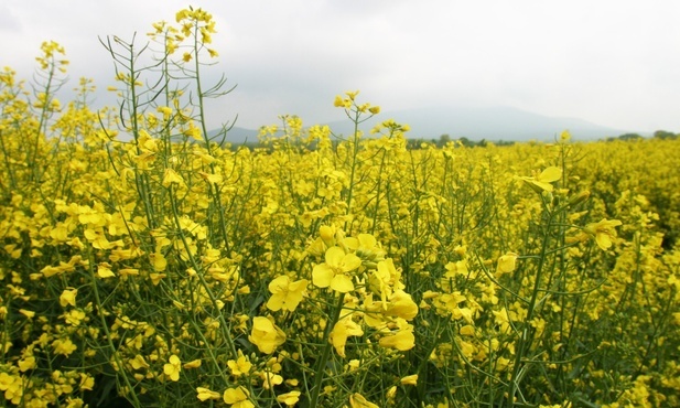 KE przyjęła tymczasowe środki zapobiegawcze dotyczące przywozu z Ukrainy pszenicy, kukurydzy, nasion rzepaku i słonecznika