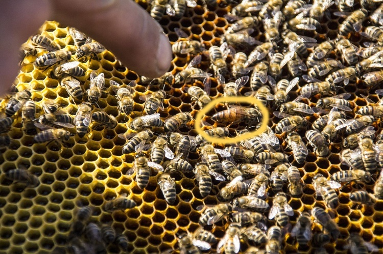 Uczcij pszczołę u Trutnia
