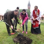 Drzewa świętych w Szczepanowie