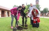 Drzewa świętych w Szczepanowie