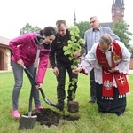 Drzewa świętych w Szczepanowie