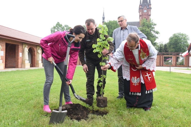 Drzewa świętych w Szczepanowie