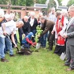 Drzewa świętych w Szczepanowie