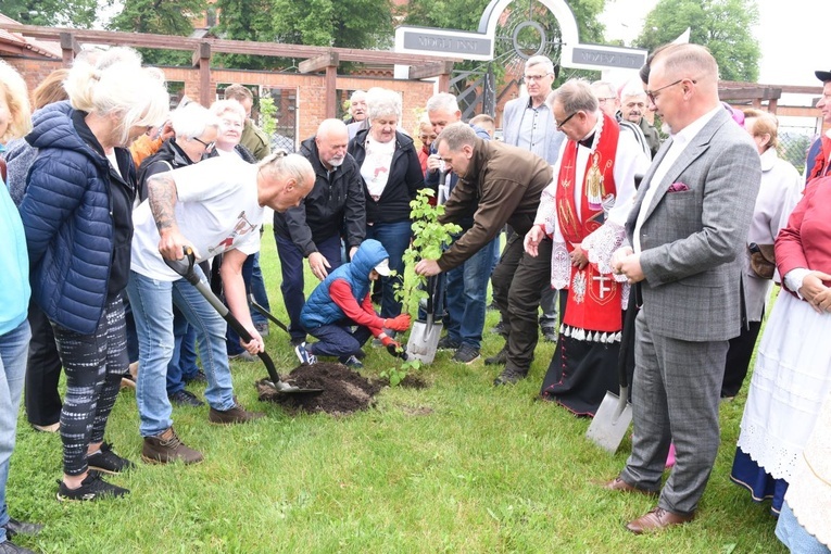 Drzewa świętych w Szczepanowie