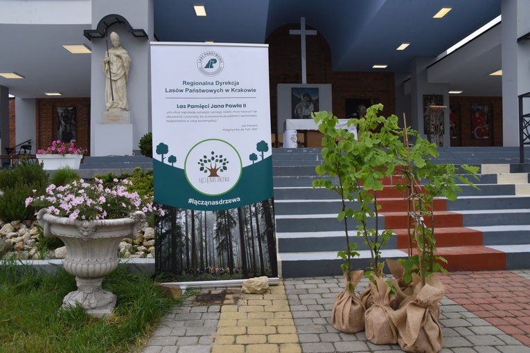 Drzewa świętych w Szczepanowie