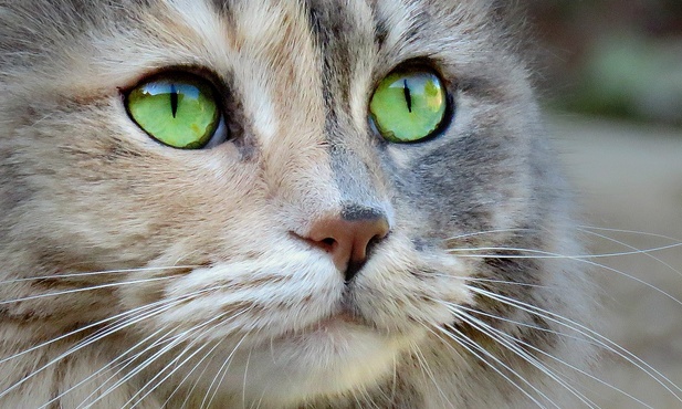 Koty i ich doskonały, wszechwidzący wzrok.