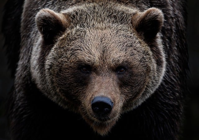 Fińska biathlonistka spotkała się oko w oko z głodnym niedźwiedziem