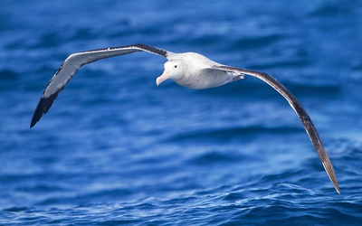 Komentarz do niedzielnej Ewangelii: Albatros pod koszulą (sutanną)