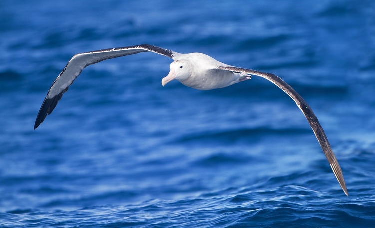 Albatros pod koszulą (sutanną)