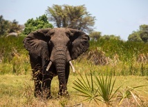 Zanikają afrykańskie duże zwierzęta