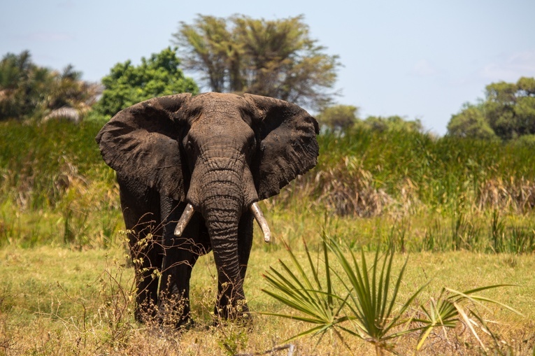 Zanikają afrykańskie duże zwierzęta