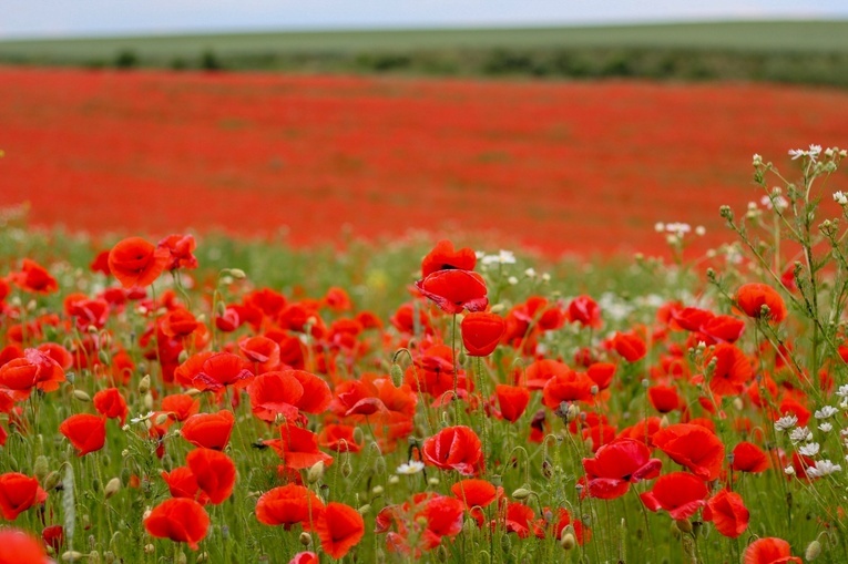 Na polu maków w Wojnowicach