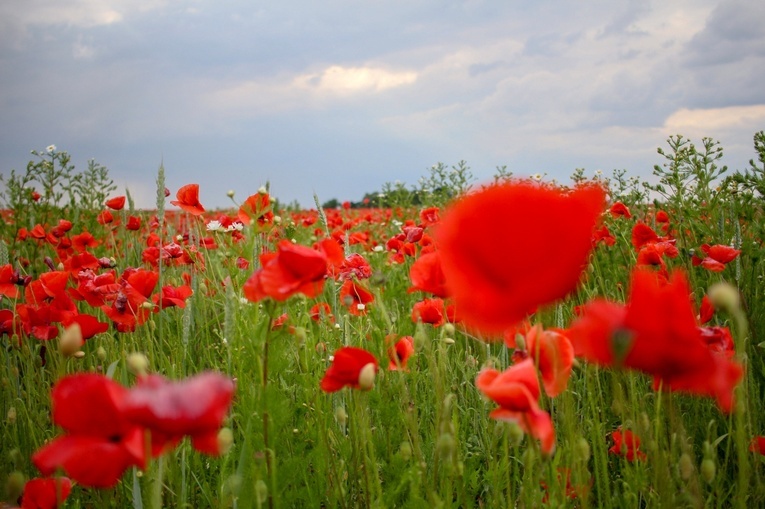Na polu maków w Wojnowicach