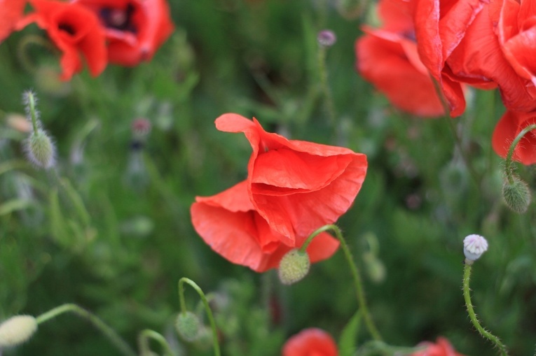 Na polu maków w Wojnowicach