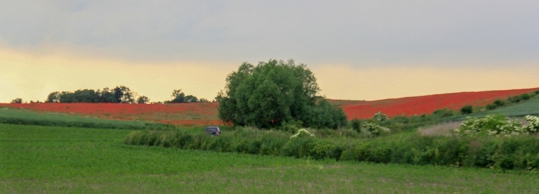 Na polu maków w Wojnowicach