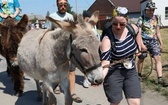 Polskie Camino z osiołkami