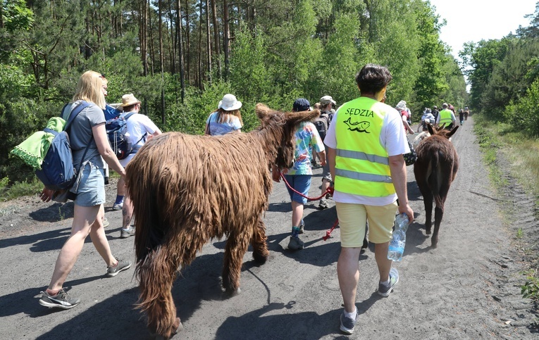 Polskie Camino z osiołkami