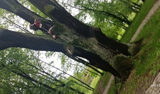 Szczygłowice - dąb Jorguś