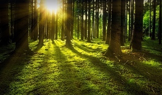 Skarby nadleśnictwa w Katowicach