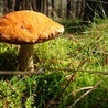 W Polsce jest ok 1500 gatunków grzybów jadalnych. 