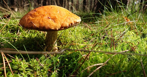 W Polsce jest ok 1500 gatunków grzybów jadalnych. 