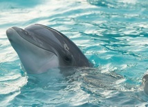 Rosja wykorzystuje delfiny do obrony bazy morskiej na Krymie