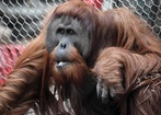 Beatbox orangutanów