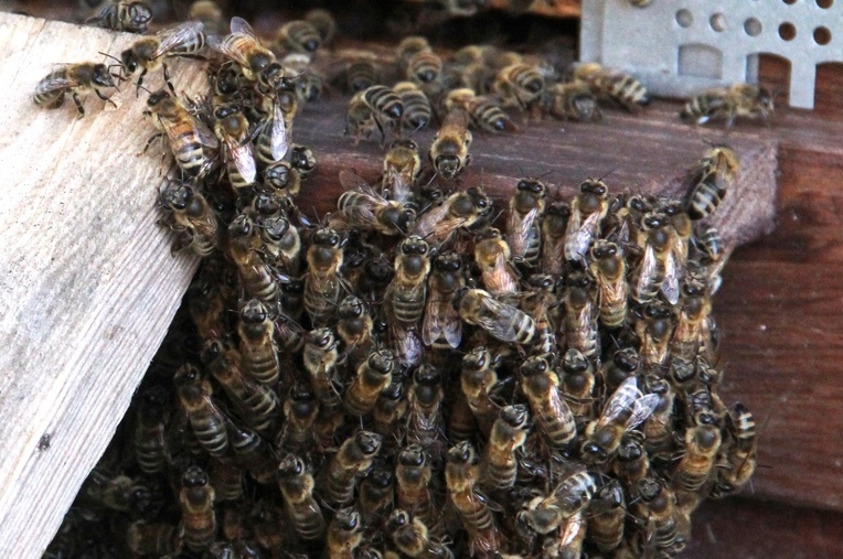 Pszczoły lekarki u bł. Karoliny w Zabawie